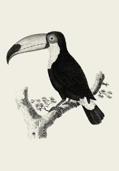 Antique Toucan Poster – Archival paper, UV resistant