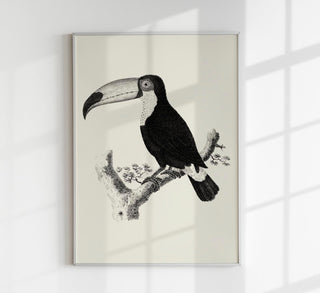 Antique Toucan Poster – Archival paper, UV resistant