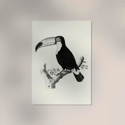 Antique Toucan Poster – Archival paper, UV resistant