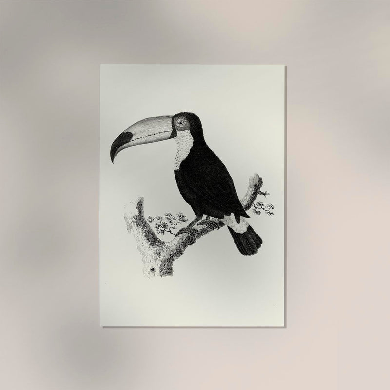 Antique Toucan Poster – Archival paper, UV resistant — Ansicht 2