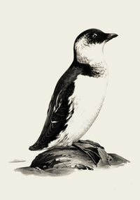 Antique Penguin Poster – Vintage Charm Fine Art Print Animal Motif — Ansicht 3