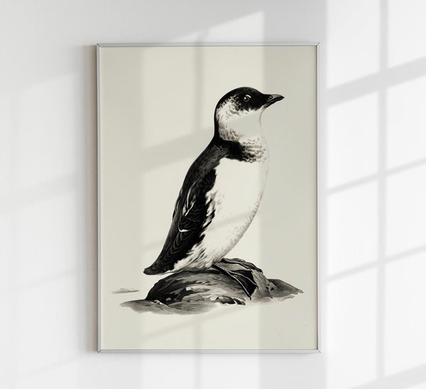 Antique Penguin Poster – Vintage Charm Fine Art Print Animal Motif