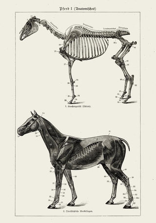 Antique Horses I – Vintage Pferde-Illustration | Fine Art | Canvas