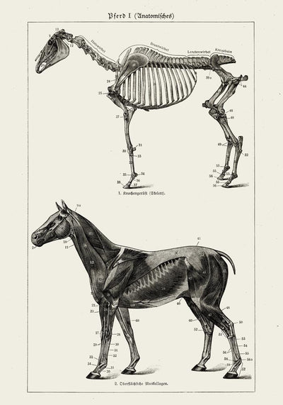 Antique Horses I – Vintage Horse Illustration Fine Art Canvas