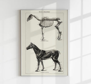 Klassische Vintage-Illustration eines Pferdes im naturkundlichen Stil als Kunstdruck in verschiedenen Größen, ohne Rahmen.
