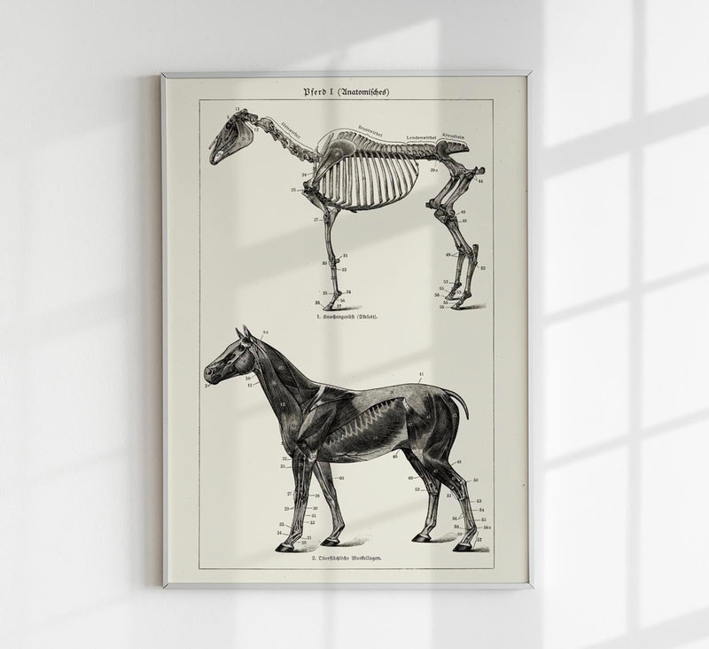 Antique Horses I – Vintage Horse Illustration Fine Art Canvas — Patroa Studio