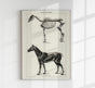 Antique Horses I – Vintage Horse Illustration Fine Art Canvas
