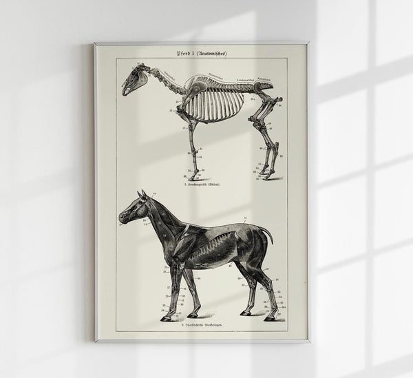 Antique Horses I – Vintage Horse Illustration Fine Art Canvas