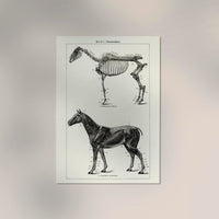 Antique Horses I – Vintage Horse Illustration Fine Art Canvas — Ansicht 2
