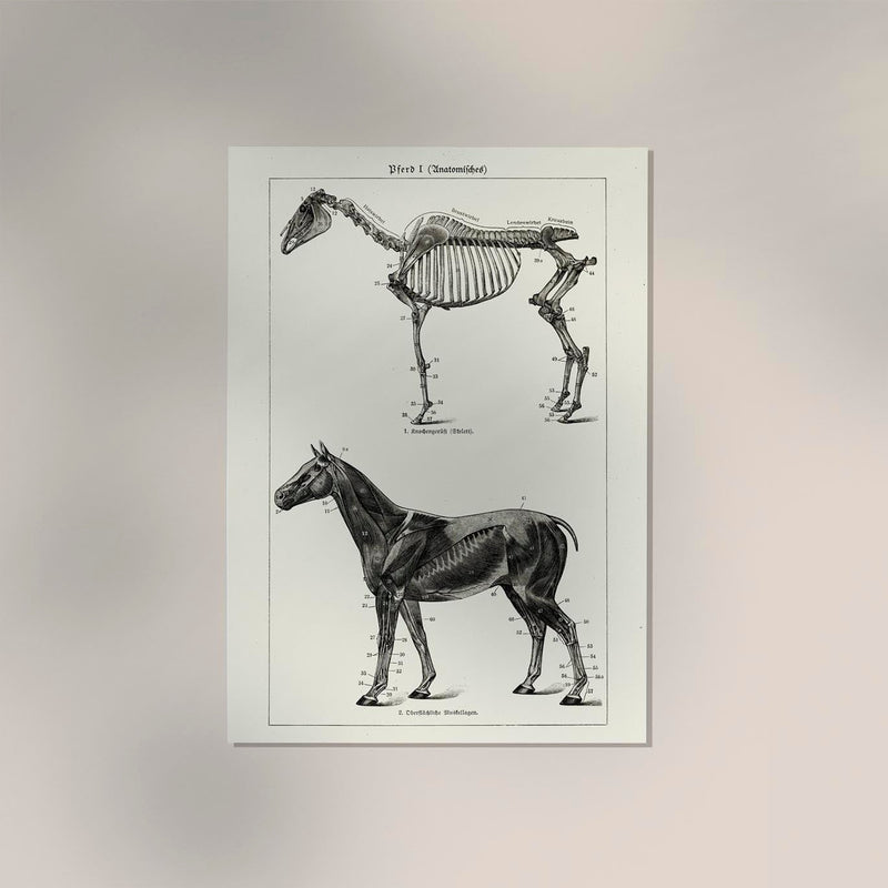 Antique Horses I – Vintage Horse Illustration Fine Art Canvas — Ansicht 2