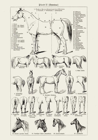 Antique Horses II Poster – Fine Art Print | Vintage Wildlife | UV‑resistent