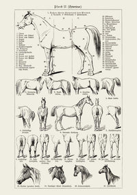 Antique Horses II Poster – Fine Art Print | Vintage Wildlife | UV‑resistent — Ansicht 3