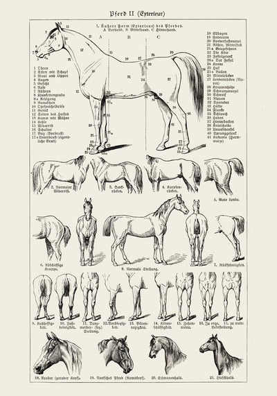 Antique Horses II Poster – Fine Art Print | Vintage Wildlife | UV‑resistent
