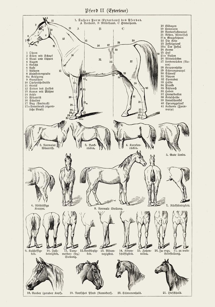 Antique Horses II Poster – Fine Art Print | Vintage Wildlife | UV‑resistent — Ansicht 3