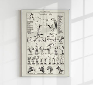 Antique Horses II Poster – Fine Art Print | Vintage Wildlife | UV‑resistent