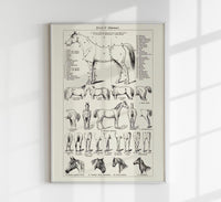 Antique Horses II Poster – Fine Art Print | Vintage Wildlife | UV‑resistent — Ansicht 1