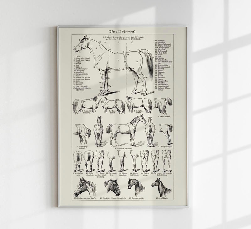 Antique Horses II Poster – Fine Art Print | Vintage Wildlife | UV‑resistent — Patroa Studio