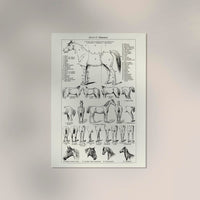 Antique Horses II Poster – Fine Art Print | Vintage Wildlife | UV‑resistent — Ansicht 2