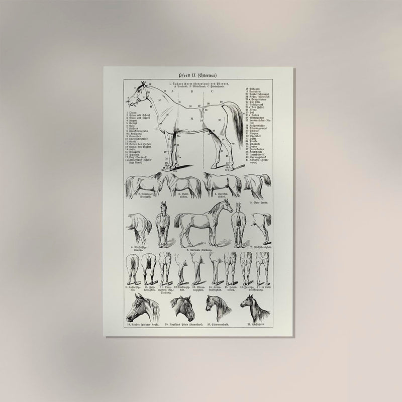 Antique Horses II Poster – Fine Art Print | Vintage Wildlife | UV‑resistent — Ansicht 2