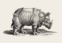 Antique Rhino Poster – Vintage Illustration Fine Art Print — Ansicht 3