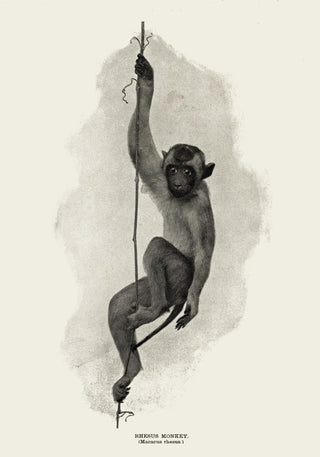 Antique Rhesus Monkey Poster – Vintage Illustration | Fine Art Print | Canvas Option