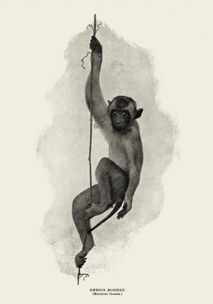 Antique Rhesus Monkey Poster – Vintage Animal Illustration Fine Art Print — Ansicht 3