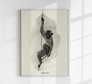 Antique Rhesus Monkey Poster im Antique-Stil auf 225g Fine Art Paper oder 380g Canvas, in A3 bis A0/B0, ohne Rahmen – detailreiche Tierillustration.
