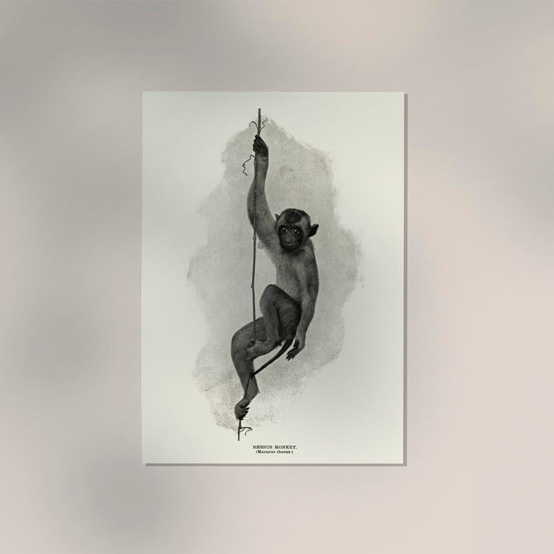 Antique Rhesus Monkey Poster – Vintage Animal Illustration Fine Art Print — Ansicht 2