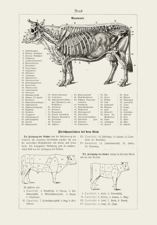 Antique Cow and Bull Rind – Vintage Rind Poster | Fine Art | Canvas