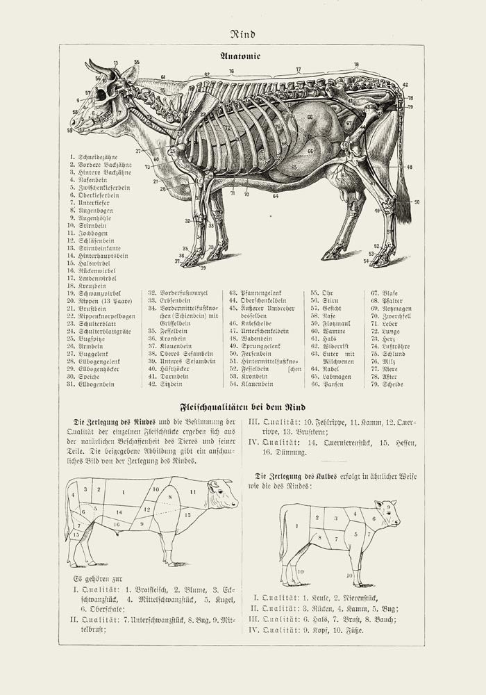 Antique Cow and Bull Hide Vintage Poster - Fine Art or Canvas — Ansicht 3