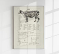 Antique Cow and Bull Hide Vintage Poster - Fine Art or Canvas — Ansicht 1