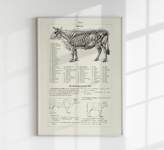 Detailreiche Vintage-Illustration von Kuh und Bulle im naturkundlichen Stil als Kunstdruck in verschiedenen Größen, ohne Rahmen.
