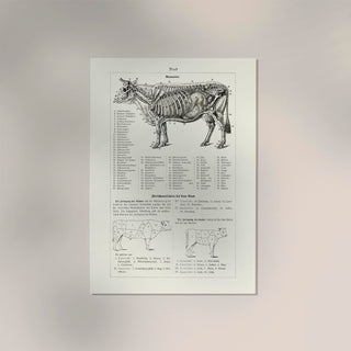 Antique Cow and Bull Rind – Vintage Rind Poster | Fine Art | Canvas