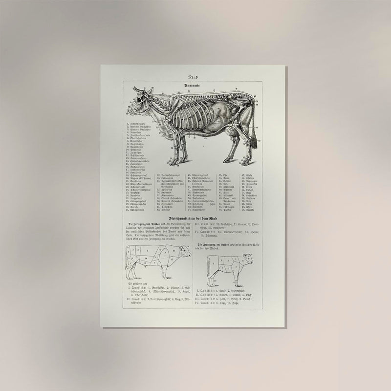 Antique Cow and Bull Hide Vintage Poster - Fine Art or Canvas — Ansicht 2