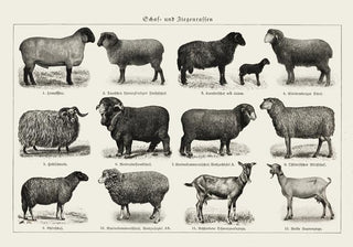 Antique Sheep and Goat Poster – Vintage Chart | Fine Art Print | Canvas Option