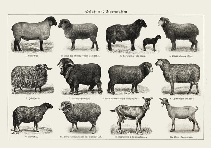Antique Sheep and Goat Poster – Vintage Chart Fine Art Print — Ansicht 3
