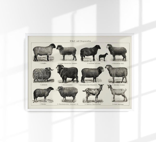Antikes Schaf- und Ziegenposter – Vintage-Tafel Kunstdruck