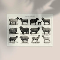 Antique Sheep and Goat Poster – Vintage Chart Fine Art Print — Ansicht 2