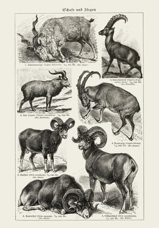 Antique Sheep and Goat I Poster – Fine Art Print | Vintage Wildlife | UV‑resistent