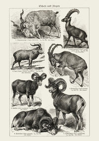 Antique Sheep and Goat I Poster – Fine Art Print Vintage Wildlife UV-resistant — Ansicht 3
