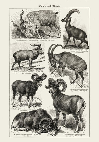 Antique Sheep and Goat I Poster – Fine Art Print Vintage Wildlife UV-resistant