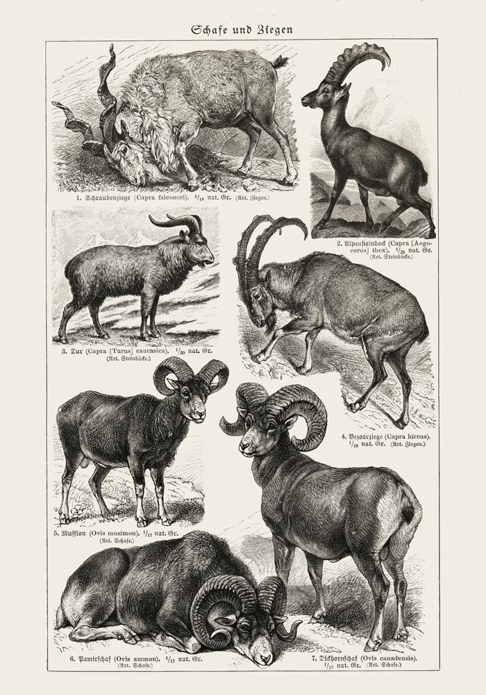 Antique Sheep and Goat I Poster – Fine Art Print Vintage Wildlife UV-resistant — Ansicht 3