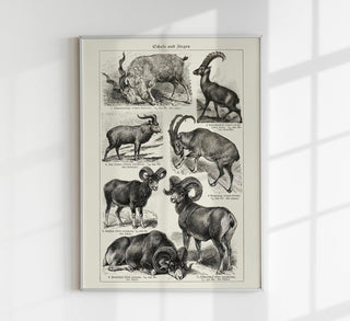 Antique Sheep and Goat I Poster – Fine Art Print | Vintage Wildlife | UV‑resistent