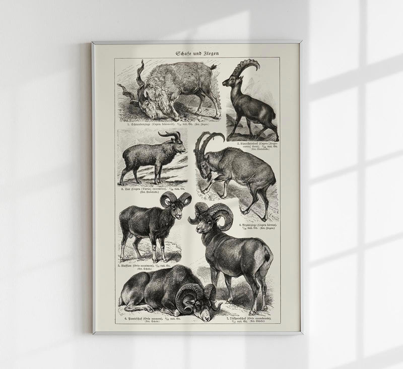 Antique Sheep and Goat I Poster – Fine Art Print Vintage Wildlife UV-resistant — Patroa Studio