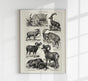 Antique Sheep and Goat I Poster – Fine Art Print Vintage Wildlife UV-resistant