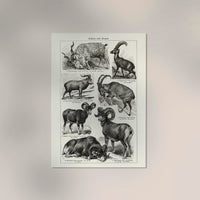 Antique Sheep and Goat I Poster – Fine Art Print Vintage Wildlife UV-resistant — Ansicht 2