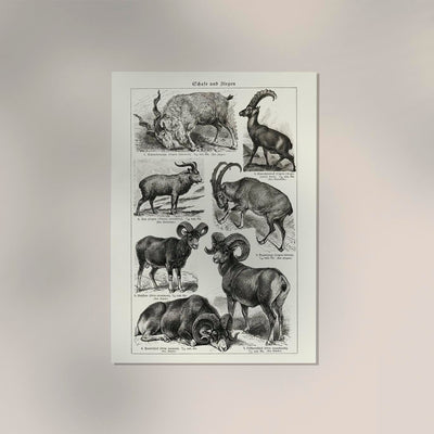 Antique Sheep and Goat I Poster – Fine Art Print Vintage Wildlife UV-resistant