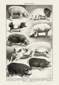 Antique Pig Breeds Poster – Vintage Chart Fine Art Print Animal Illustration — Ansicht 3