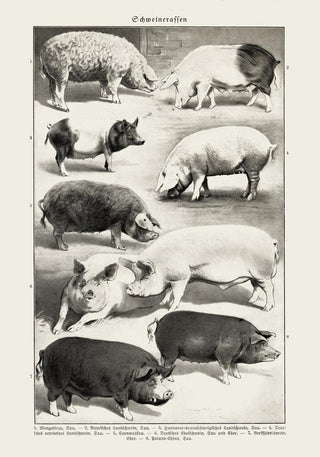 Antique Pig Breeds Poster – Vintage Chart | Fine Art Print | Tierillustration