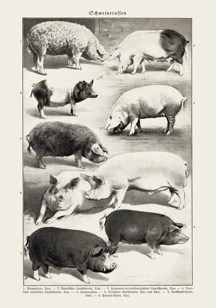 Antique Pig Breeds Poster – Vintage Chart Fine Art Print Animal Illustration — Ansicht 3